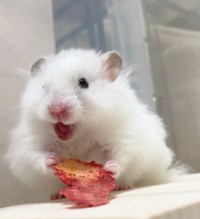 「いちごうまー！なイカちゃん」（提供：Chira/Taki (ちらたき)さん）