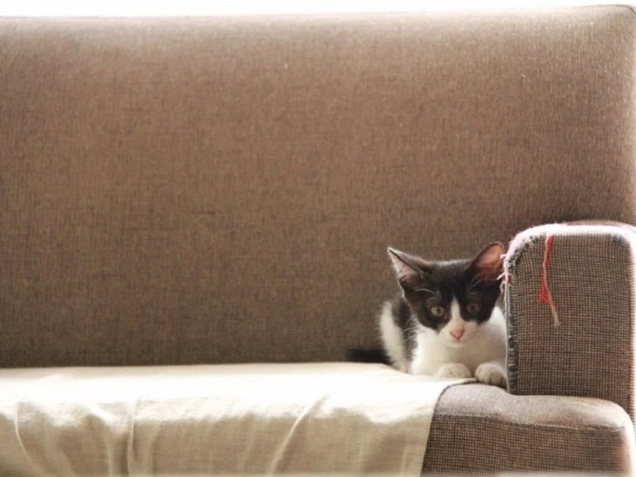 家にきたころの「丈」

