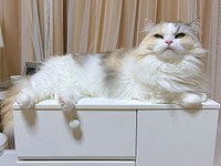 ふわふわの被毛のお手入れを怠らないめるちゃん（画像提供：めるちゃんだよさん）