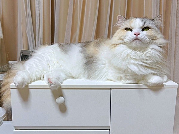 ふわふわの被毛のお手入れを怠らないめるちゃん（画像提供：めるちゃんだよさん）