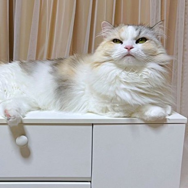 ふわふわの被毛のお手入れを怠らないめるちゃん（画像提供：めるちゃんだよさん）