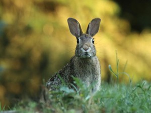 大好きなウサギが残酷に死んでいく本は、生きる喜びも教えてくれた