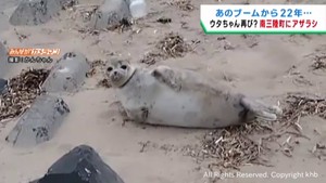 宮城・南三陸町にアザラシが姿を現す　２０年前はウタちゃん出現でフィーバーに