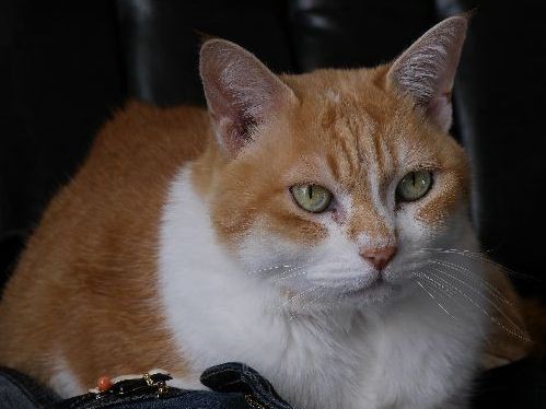 飼い主が自殺　残された猫２匹、新居で穏やかに暮らす