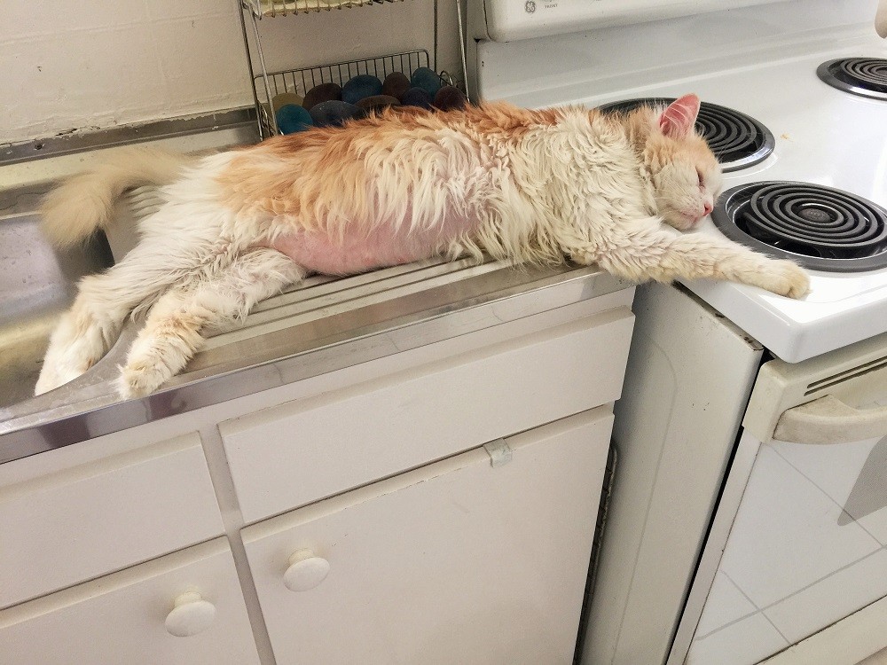 けんかはやめて！　猫同士でメンチ切ってます