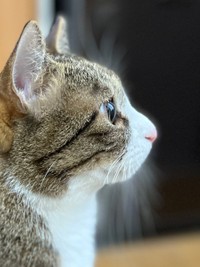 澄んだ瞳が美しい横顔＝おすよさん（@osuyolupin3）提供