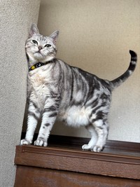 階段上で伸びるサスケくん（画像提供：みふゆ（三冬）さん）