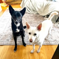 おうちでも仲良し！ 黒ちゃん（左）と白ちゃん（右）（画像提供：白と黒のいぬさん）