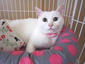 往診先の患者さんが手放した猫　医師宅で愛されて幸せをつかむ