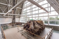 乾燥展示館 博物館の下にも、まだ埋没林は広がっているそう