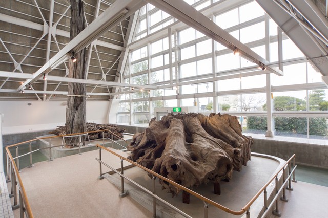 乾燥展示館 博物館の下にも、まだ埋没林は広がっているそう