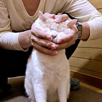 チョムスケくんの顔をなでなでするお兄ちゃん（画像提供：あんしゃろちょむさん）