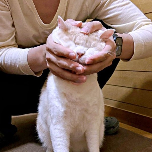 チョムスケくんの顔をなでなでするお兄ちゃん（画像提供：あんしゃろちょむさん）