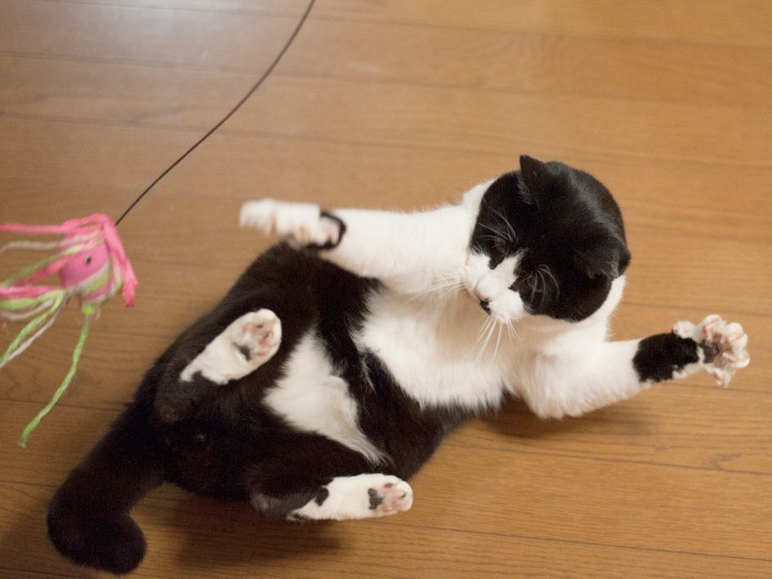 「とりゃー！」（小林写函撮影）