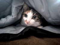 布団の中から顔をのぞかせる三美ちゃん（画像提供：三美お嬢様はお猫様さん）