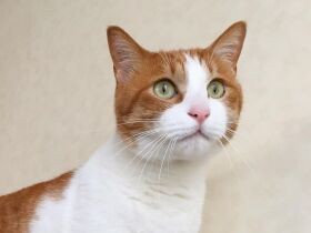 クッションくらい余裕で運ぶ　とにかく力持ちなミックス猫「ヤンチャ」