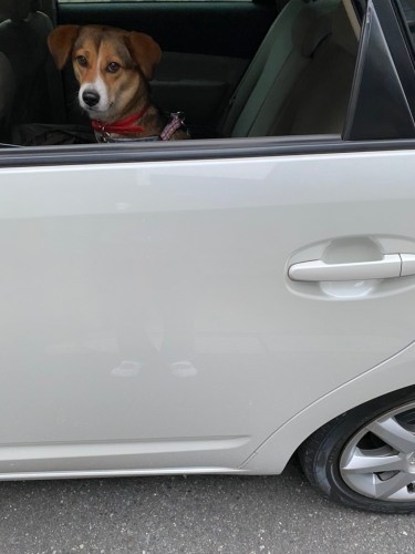 朝の散歩が終わると店まで同伴出勤「一度、出発前に脱走しちゃった」（甲田さん提供）