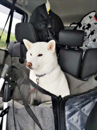 車で移動中。外を眺めるしろくん（画像提供：ちろさん）