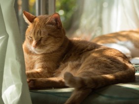 ネコに腎不全が多い理由は…　東大など原因解明　治療薬に期待