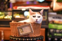 「つ」。カゴの中がお気に入り