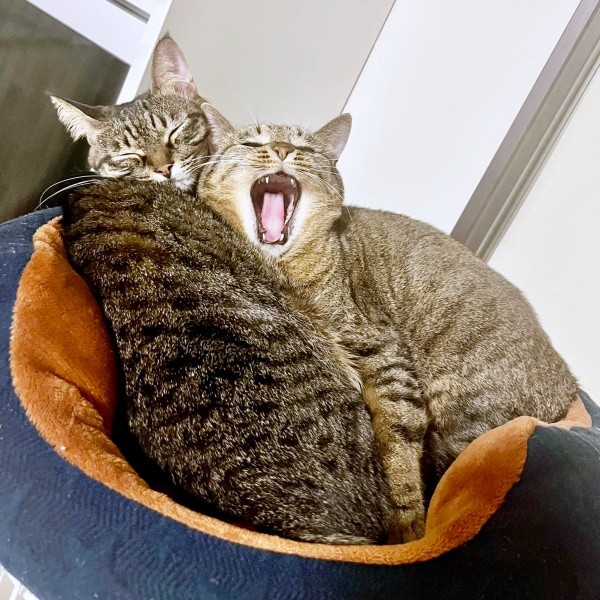 2023年、仲良く寄り添ってくつろぐ（左から）椿ちゃん、楓ちゃん（画像提供：ねここさん）