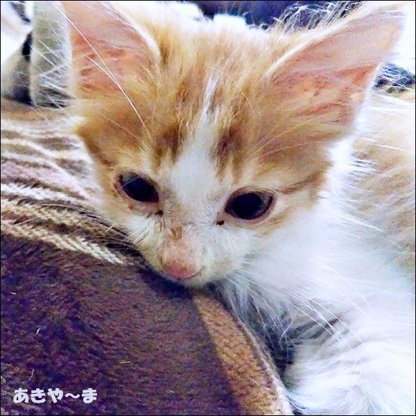 保護から4日目、治療に励んでいたたかなたくん（画像提供：あきや～まさん）