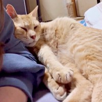 飼い主さんに寄りかかってくつろぐチャトランくん（画像提供：えみちゃんさん）