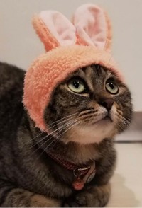 うさぎになってみた＝mikaさん（@mika_ko0904）提供