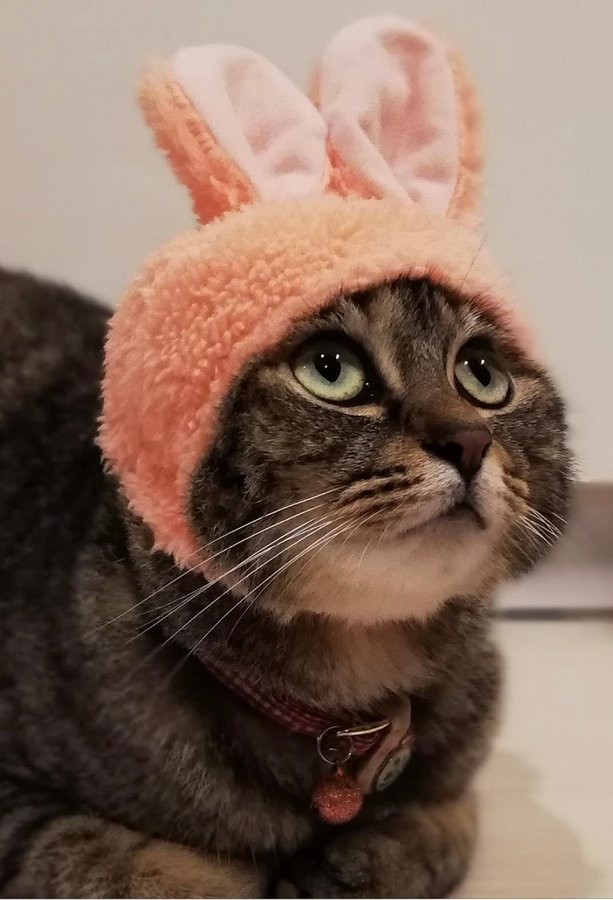 うさぎになってみた＝mikaさん（@mika_ko0904）提供