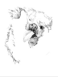 慢心さんの描くわんちゃんの絵2（提供：慢心さん）