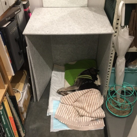 最初は簡単なものだったが次第に声が大きくなり……