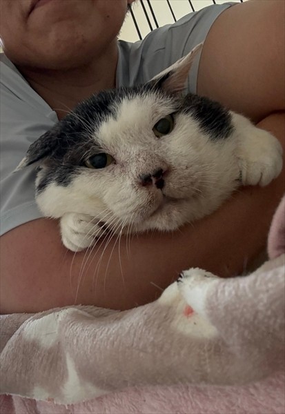 元ボス猫のリキさん（画像提供：松本さん）