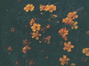 花束みたいな恋をしたい。