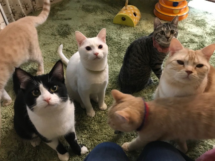 お客様が帰ったあとは、ふれあいルームにいる猫たちはカフェのほうに移動、フリーになります「順番待ち」