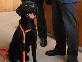 災害時に救助犬やセラピー犬の派遣！　日本レスキュー協会と協定