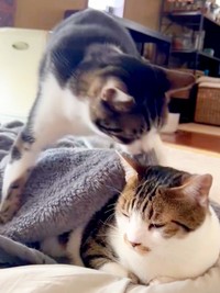 毛布をユキちゃんにかけるまるくん（画像提供：wuki wukiさん）