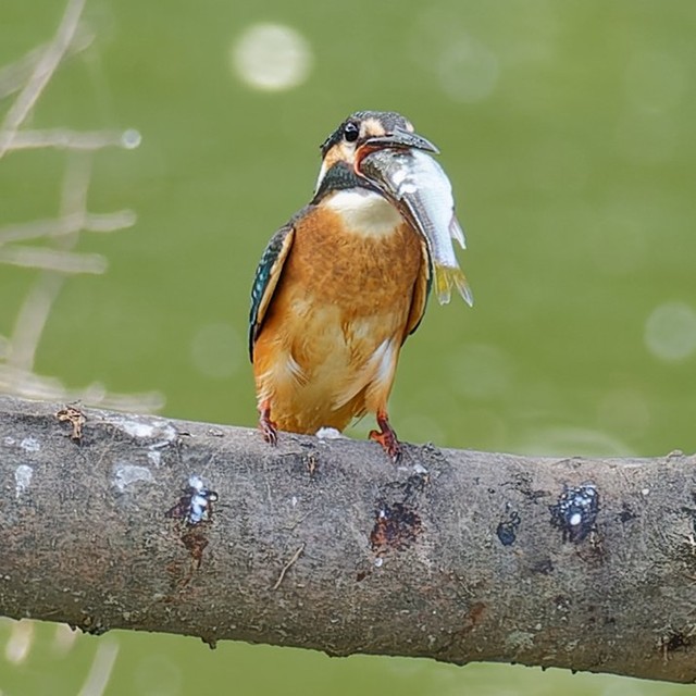 さらにアグレッシブ…!!（画像提供：ポークジンジャーさん）