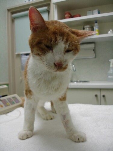 はるまきが８歳の時に迎えた大吉くん。道弘さんが仕事中に道に倒れていたところを保護したそうです（明日香さん提供）