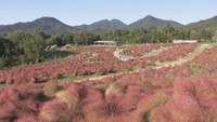 国営讃岐まんのう公園　香川県まんのう町　8日