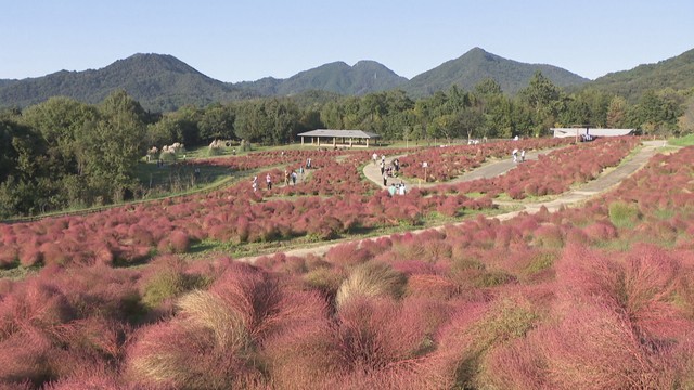 国営讃岐まんのう公園　香川県まんのう町　8日