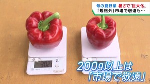 宮城県産パプリカ　暑さで規格外の大きさに　販売に工夫