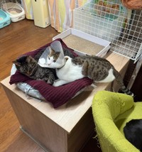 ちょっと嫌そうにも見えるシイタケちゃんとお構いなしのおかかちゃん【提供：ノビター（5匹家族）さん】