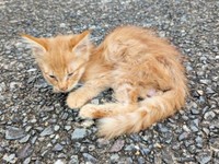 痛々しいほど痩せ細っていたぽわげちゃん（画像提供：ツナさん）