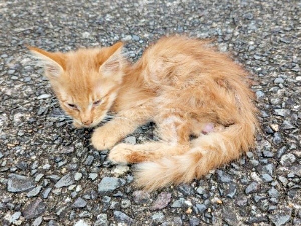 痛々しいほど痩せ細っていたぽわげちゃん（画像提供：ツナさん）