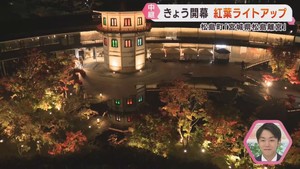 宮城・日本三景松島で様々な紅葉イベント　日本酒とライトアップで紅葉を愛でる
