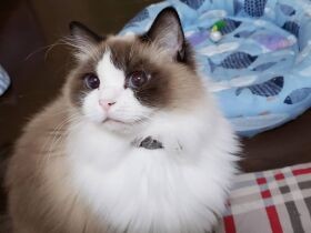 両手を上手に使ってお願いポーズまでできちゃう　甘え上手なラグドール「モネ」