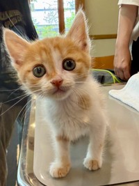 1カ月後、ワクチン接種に来たきなこちゃん。今日はもうキウイの箱は卒業。新しいキャリーバッグを買ってもらいました！