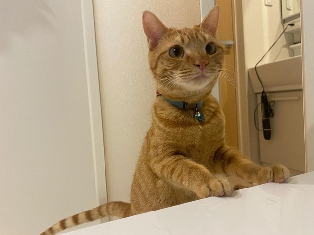 ママ、まだ～？とお風呂を見に来たムギちゃん