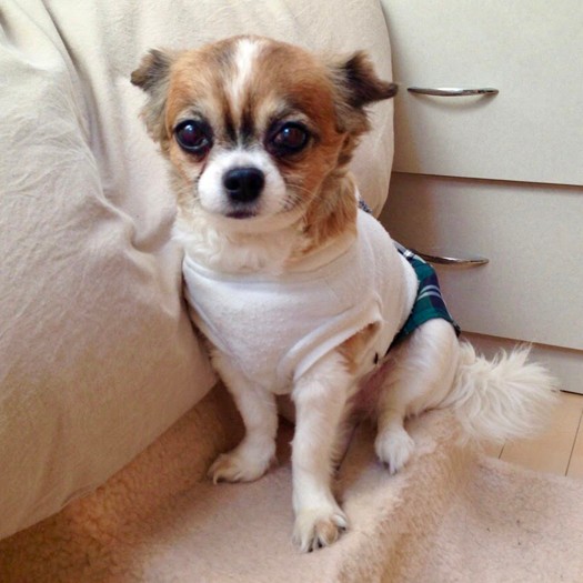 美人なりんご、性格もプリンセス系