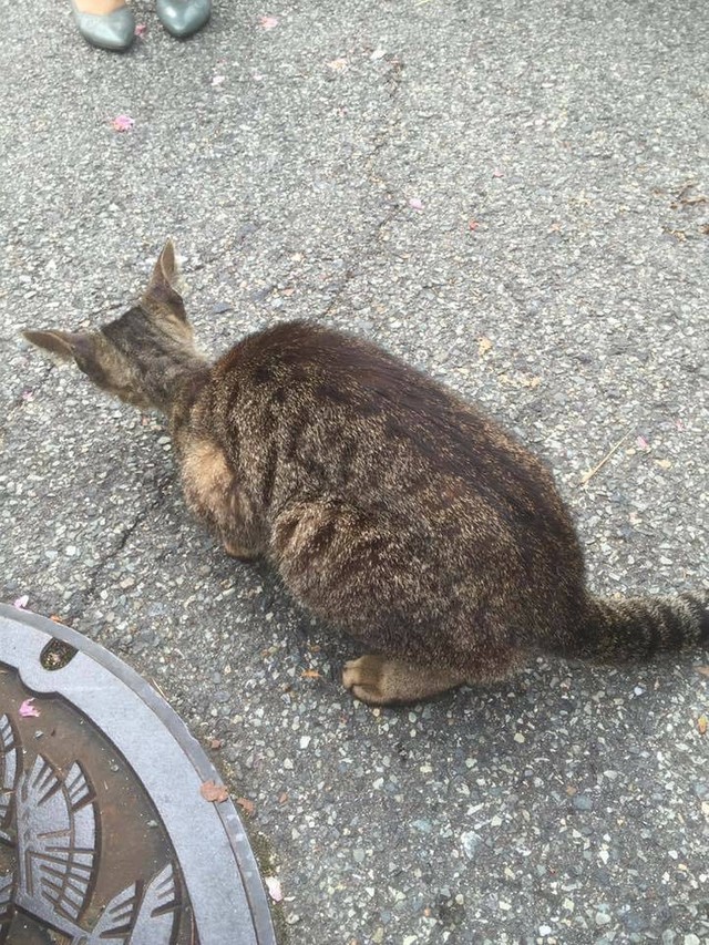 家族になった当初はまだ痩せっぽっちでした